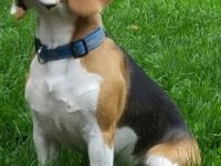 Beagle vom Deichgraf