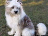 Ein Elo®-Hund aus Franken - Elo®-Welpe von Werths Echte