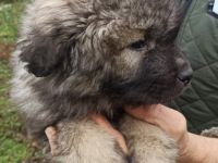 Ich verkaufe eine wiebliche Welpen von Rasse