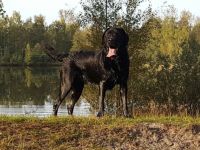 Once in a Lifetime Fast and Furious - Marley