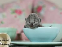 Britisch Kurzhaar / british shorthair