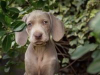 Wir sind eine genehmigte, seriöse Zucht aus Nettetal