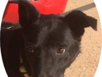 MERLIN - schwarze Schönheit sucht Zuhause