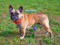 Hitch Angels & Devils