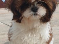 Reinrassige Shih-tzu Welpen abzugeben. Tricolor , Sie
