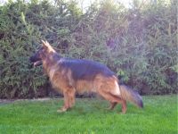 Champ vom Bibergrund