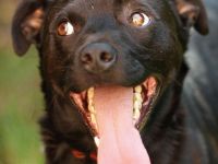 Name: Fredy Aufenthaltsort: Pflegestelle in der