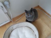 British Kurzhaar Katzenbabys Kitten blau