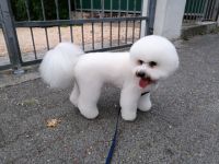 DECKRÜDE  Bichon Frisee
