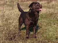 Piece of Joy Ayden vom Fürstenauer Forst