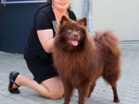 Großspitzrüde Duplo braun von der Arnold´s Eiche