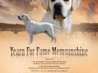 Yearn For Fame Memsunshine