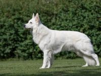 Don Akiro vom Pilsensee