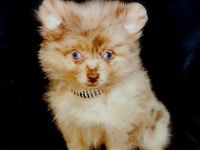 1 Kleinspitzhündinenwelpe bluemerle, 1 Hündinwelpe