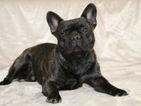 Henry "Bijou Ben vom Hause Steiner" , ein