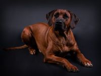 Amani Aziz of Mekanila