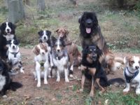 Mobile Hundeschule Laura Klink