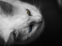 Tierheilpraxis für Katzen