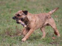 Aran ze Suchdolske piskovny