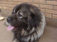 Ich verkaufe Welpen von Sarplaninac Rassenhund aus