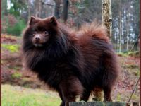 Großspitzdeckrüde Hippo Reinja