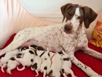 Vom Alten Wachtelberg