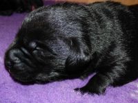 Wir erwarten zu Ende Dezember Welpen in Schwarz und Gelb