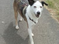 katzenlieber, kastrierter Willy in Bad Arolsen, sucht