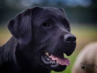 Feel brave MARLIN von der Feldmark