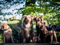 Hunde Freude Hundeschule & Hundehotel