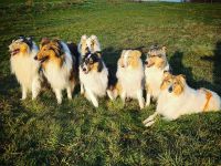 Collies Vom Fraulauterbach 💚