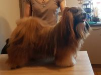 Oakwell House Lhasa Apso