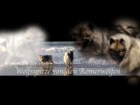 von den Römerwölfen