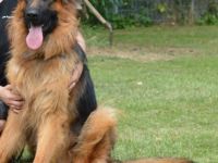 Champ vom Bibergrund