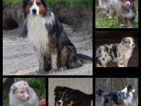 Annis Magic Leo da Vinci