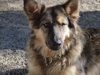 Name: Lupo Geschlecht: Rüde Geboren: Mai 2018 Größe: im