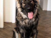 Aramis Abraxas von Pandora