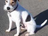 Buz von Brooklyn Diamonds