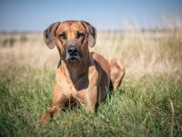 Damu vom Götschetal