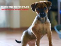 Hundepension für Minidogs