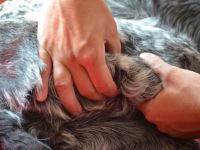 Wellness für den Hund - Einführung in die Hundemassage