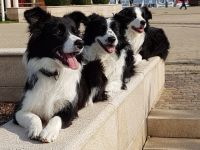 From The Old Schoolyard