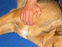 Hundemassage-Seminar: Eine komplette Hunde-Massage selber lernen