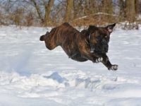 Guardiana della Notte