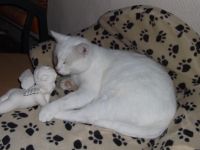 Natürliche Sterbebegleitung im Einklang mit Tier und Mensch!