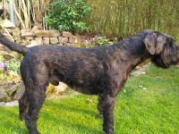 Cenzo vom Meissner Land