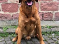 Labrador Deckrüde foxred/braun, ZZL, genet. frei, HD/ED