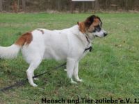 Juhu ihr Lieben, hier komm ich, Watson ist mein Name!