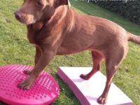 MS Tierphysiotherapie