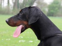 Rambo von der Rheinaue